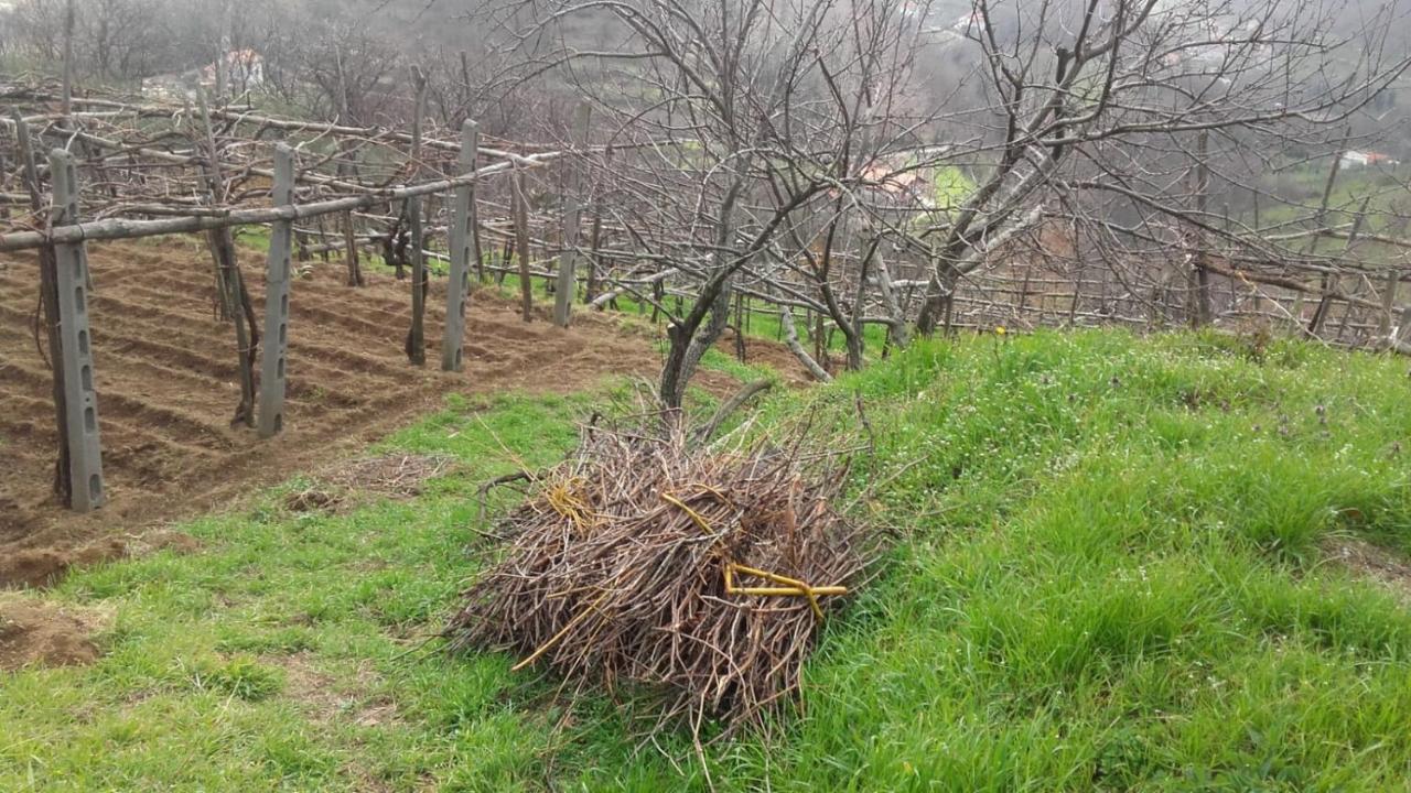 Willa La Casa In Vigna Tramonti Zewnętrze zdjęcie